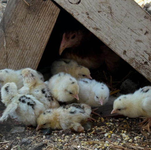purebred Blueface Hatch sexed day-old chicks