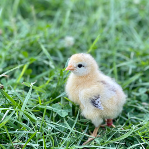 Buy sexed Sanjak Long Crower day-old chicks