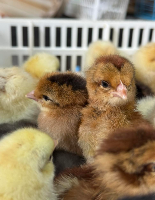 Whiting True Blue day-old chicks online - Image 2