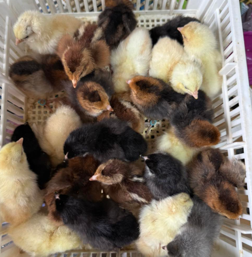 Whiting True Blue day-old chicks online