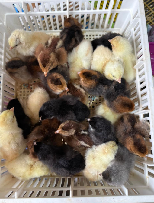 Whiting True Blue day-old chicks online