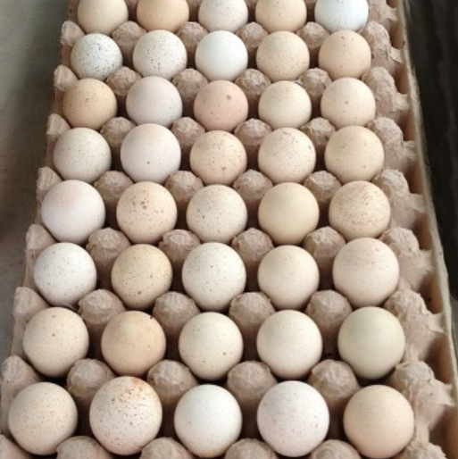 Buy fertile Barbary Partridge hatching eggs online