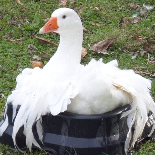 Sebastopol Geese