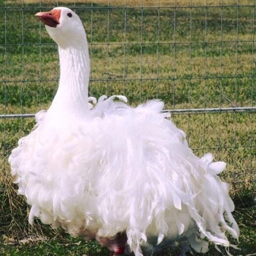 Buy Sebastopol Goose For sale