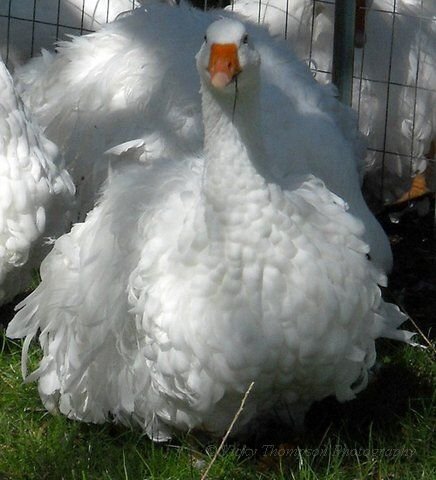 Buy Sebastopol Goose For sale - Image 2