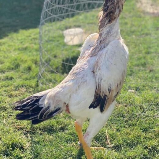 Purebred Shamo Gamefowl Roosters For Sale