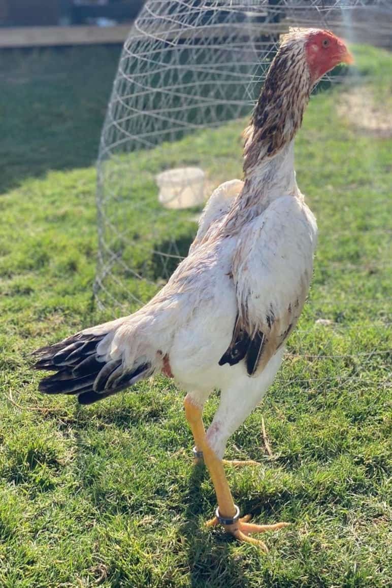 Purebred Shamo Gamefowl Roosters For Sale