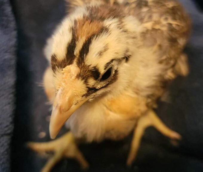 buttercup chickens for sale - Image 2