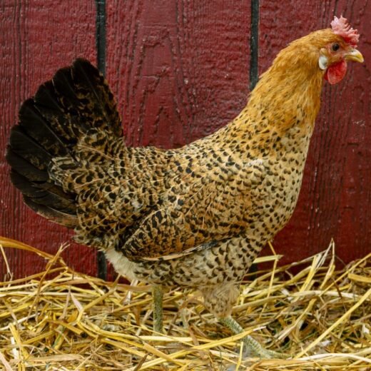 Buy purebred Sicilian Buttercup hens online