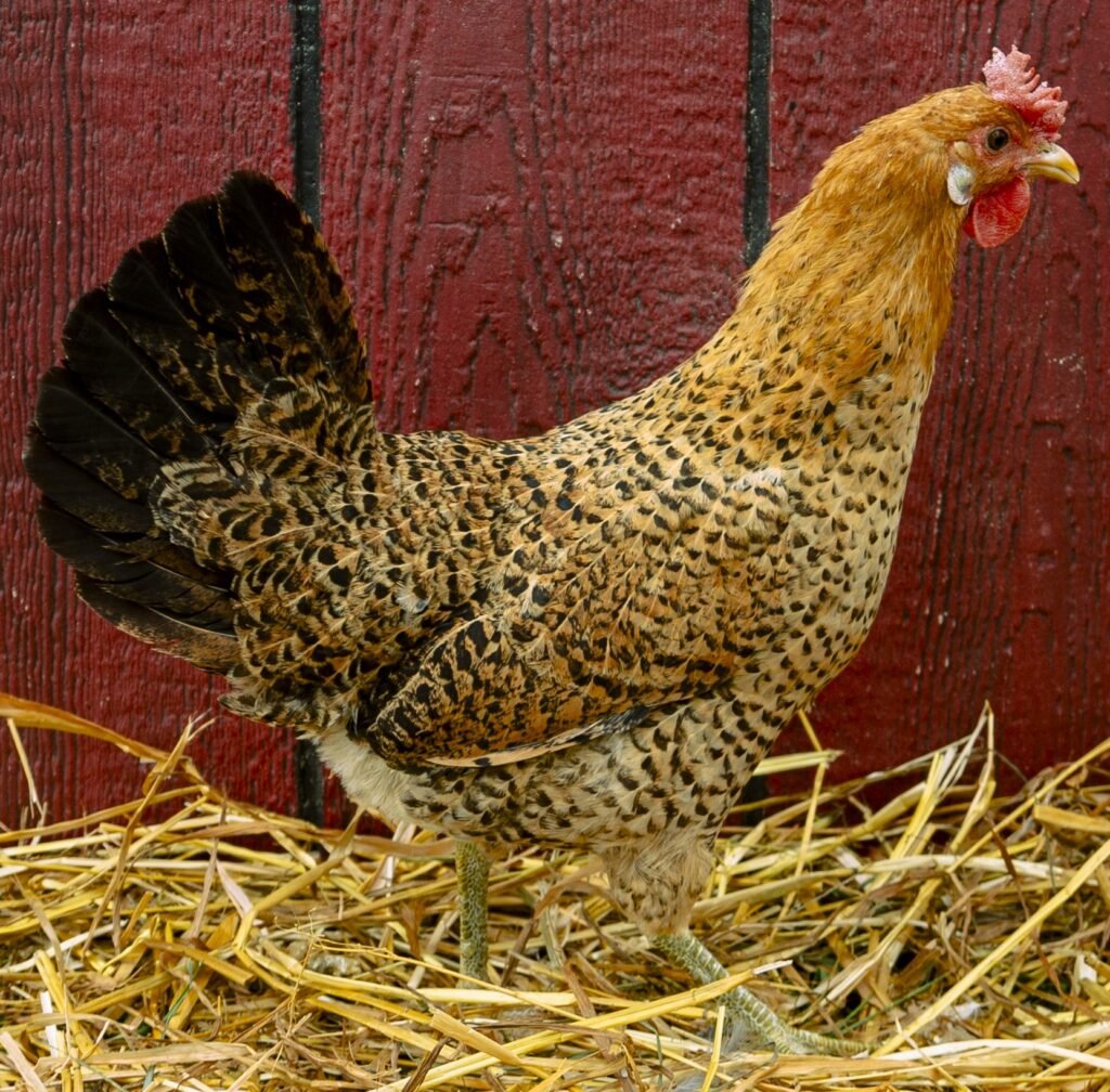 buttercup chickens for sale - Image 5