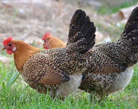 Sicilian Buttercup Chickens for Sale - Image 2