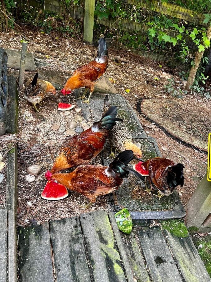 buttercup chickens for sale - Image 4