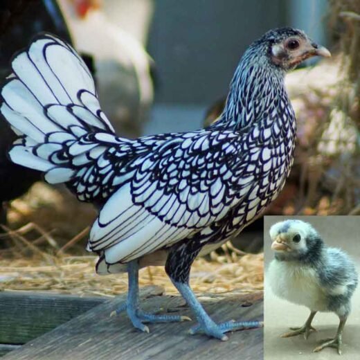 silver sebright bantam for sale