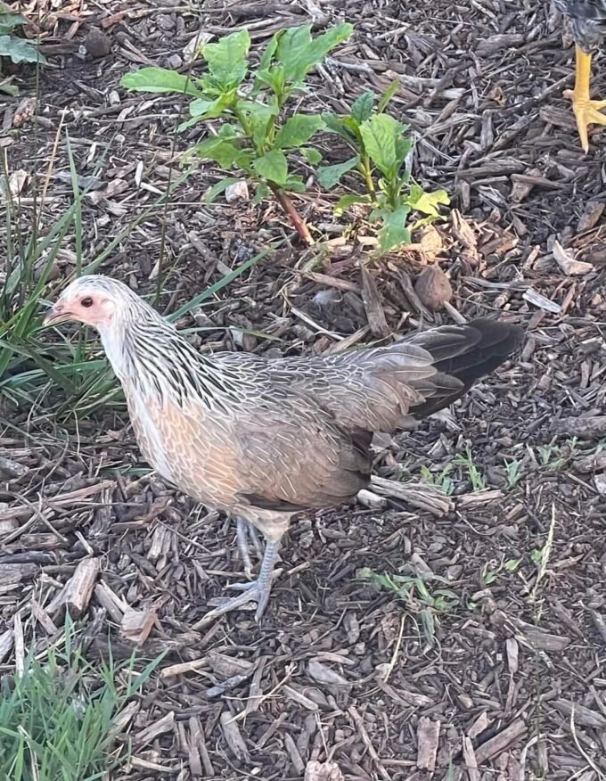 Rare Silver Duckwing Phoenix Hen for Sale - Image 2