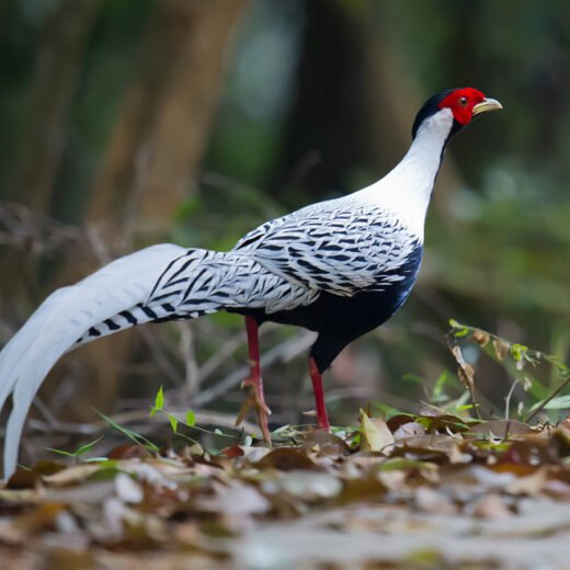 Silver Pheasants