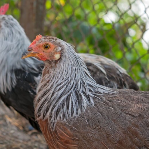 Rare Silver Duckwing Phoenix Hen for Sale