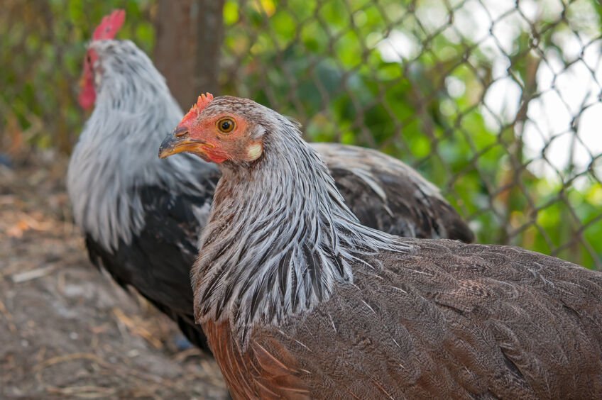 Rare Silver Duckwing Phoenix Hen for Sale