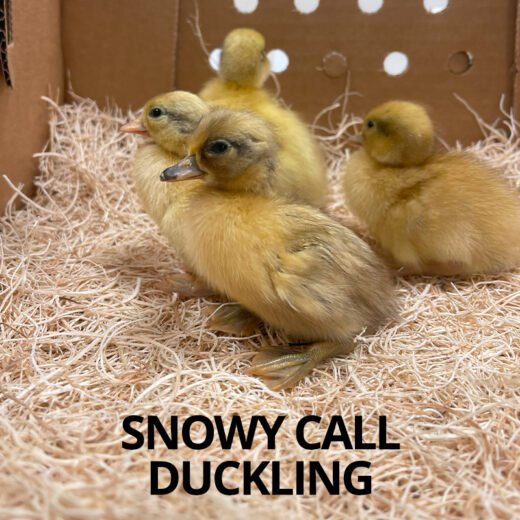 Buy sexed live Snowy Call duckling day-old chicks