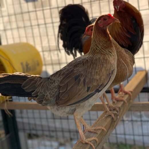 Purebred Lemon 84 Gamefowl Trios For Sale