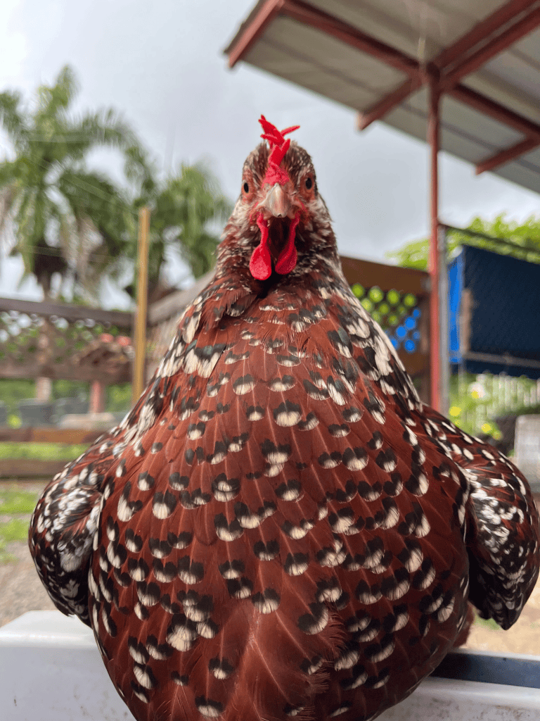 speckled sussex roosters - Image 2