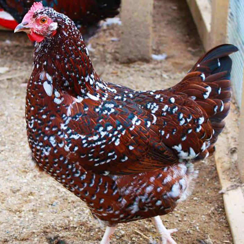 speckled sussex laying hens for sale