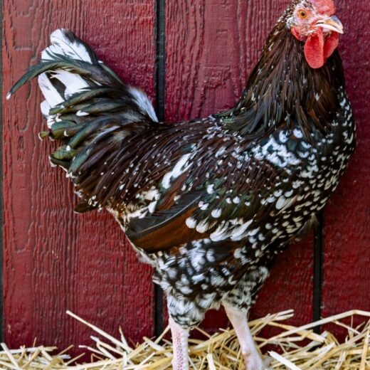 speckled sussex roosters