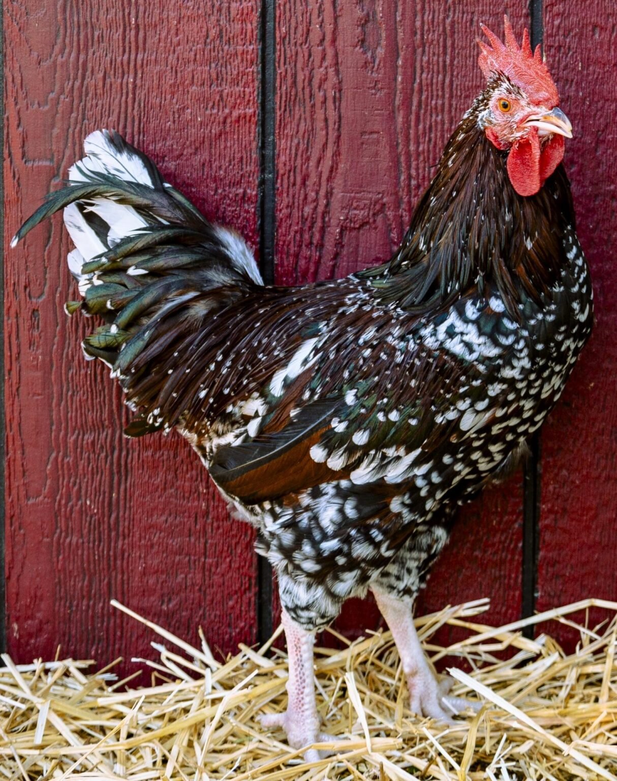 speckled sussex roosters