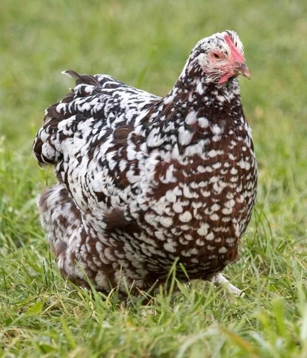 Buy Speckled Sussex For Sale - Image 2