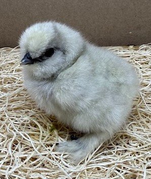 Buy live Splash Bearded Silkie bantam day-old chicks