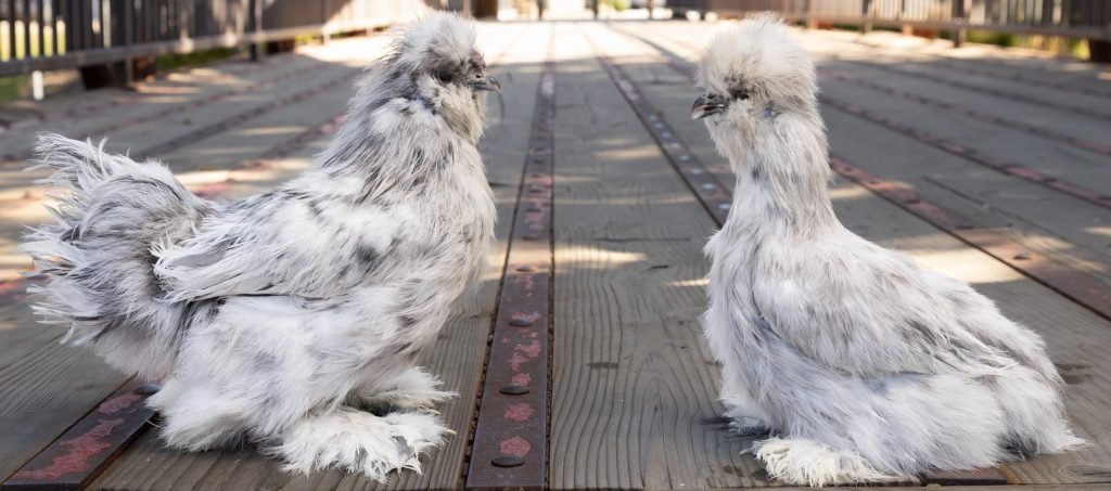 Buy live Splash Bearded Silkie bantam day-old chicks - Image 2