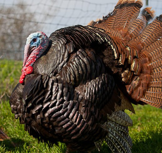 Standard Bronze Turkeys