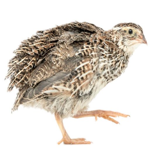 Standard Japanese Coturnix Quail Chicks, Not Sexed