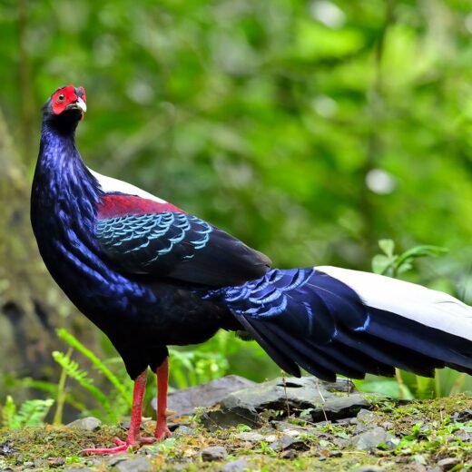 Swinhoe Pheasant