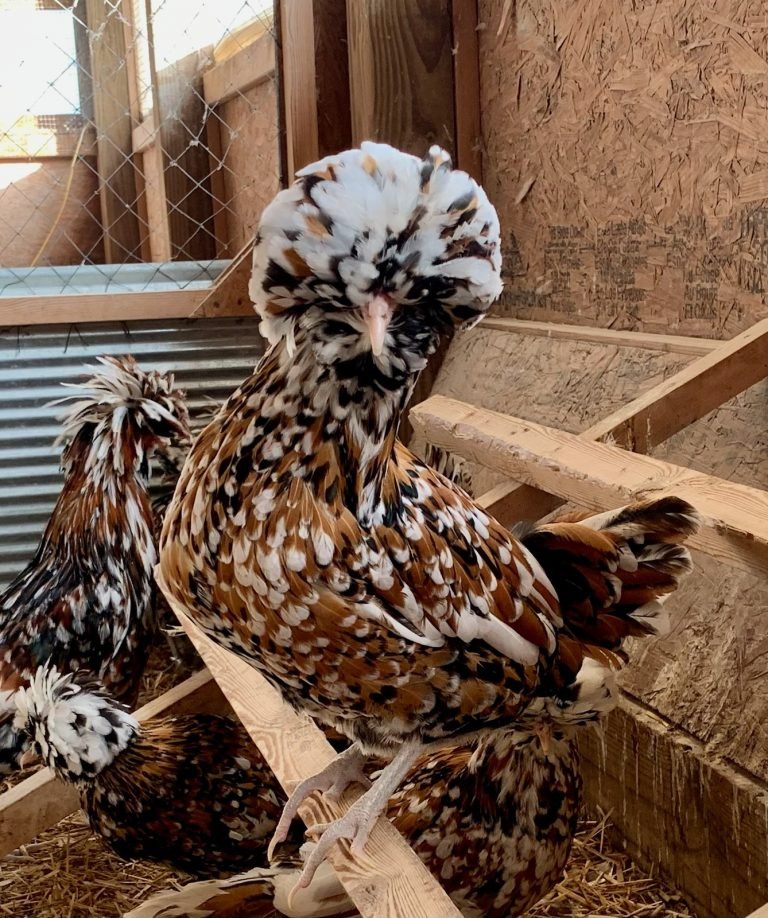 tolbunt polish chickens for sale - Image 2
