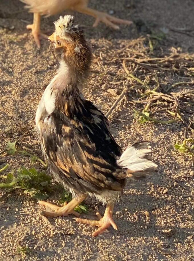 tolbunt polish chickens for sale - Image 4