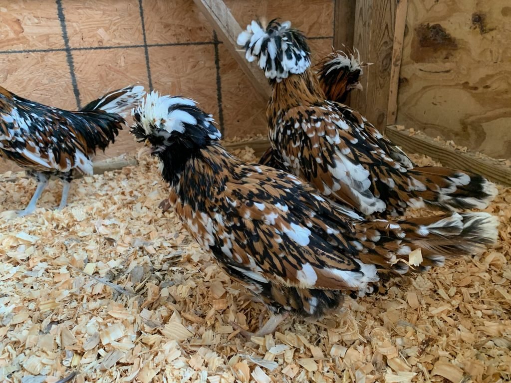 tolbunt polish chickens for sale