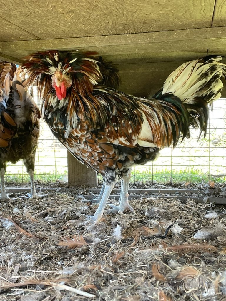 tolbunt polish chickens for sale - Image 3