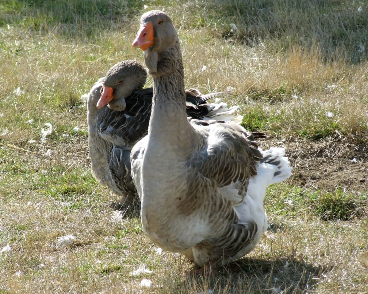 Buy purebred Giant Dewlap Toulouse geese - Image 2