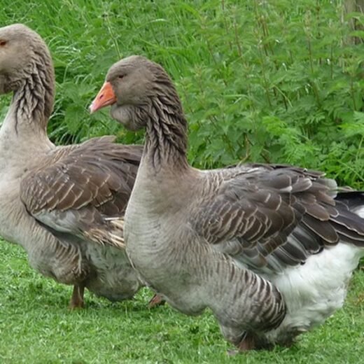 Toulouse Geese