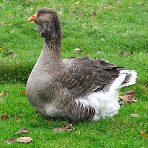 Buy purebred Giant Dewlap Toulouse geese