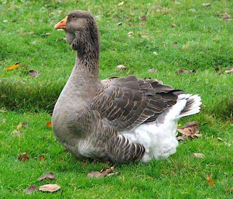 Buy purebred Giant Dewlap Toulouse geese