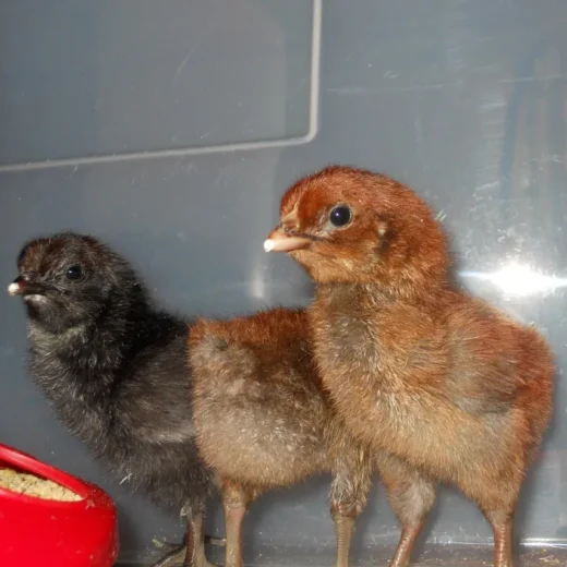 Buy purebred Denizli Long Crower day-old chicks online