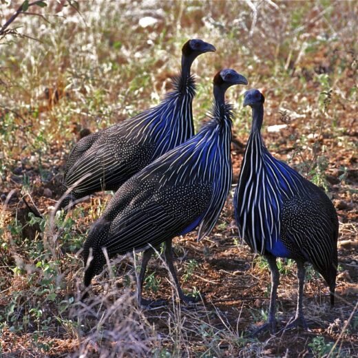Vulturine Guinea Fowl – Day Old Chicks for sale