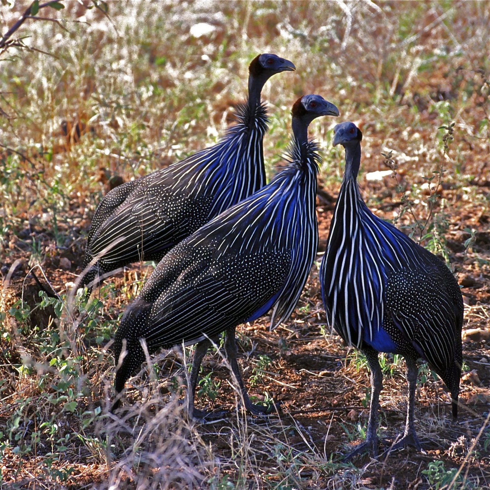 Vulturine Guinea Fowl – Day Old Chicks for sale