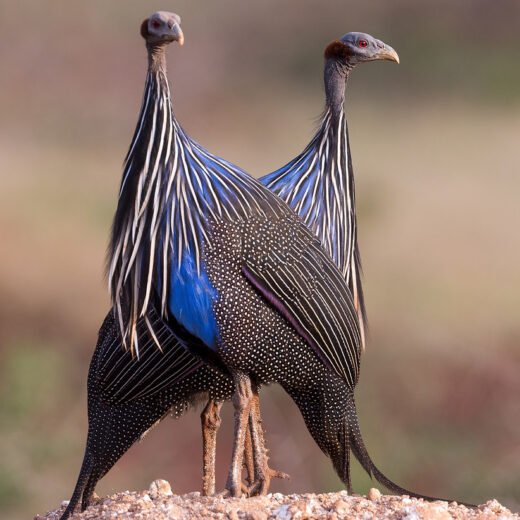 Buy Vulturine Guinea Fowl For Sale