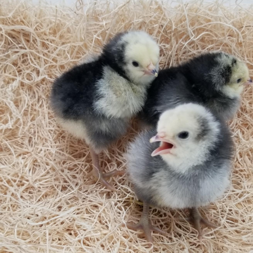 Buy purebred Lakenvelder day-old chicks online