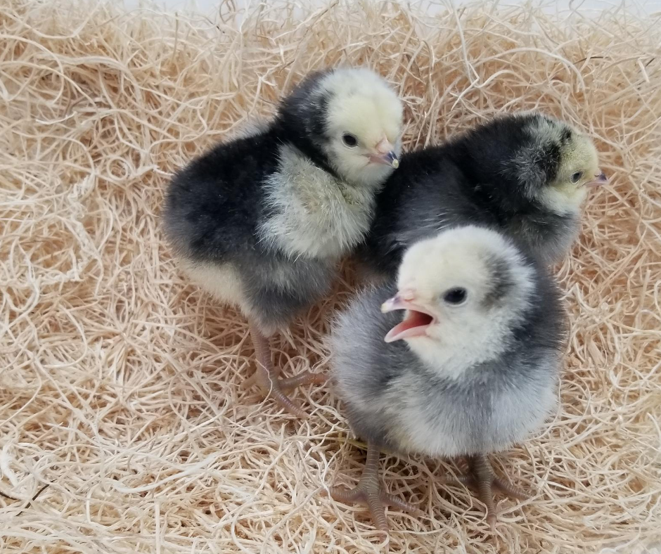Buy purebred Lakenvelder day-old chicks online