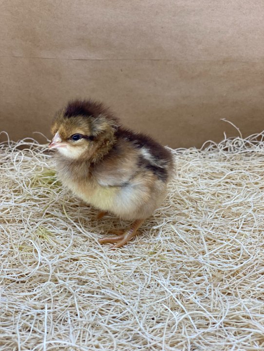 welsummer chicken chicks for sale - Image 2