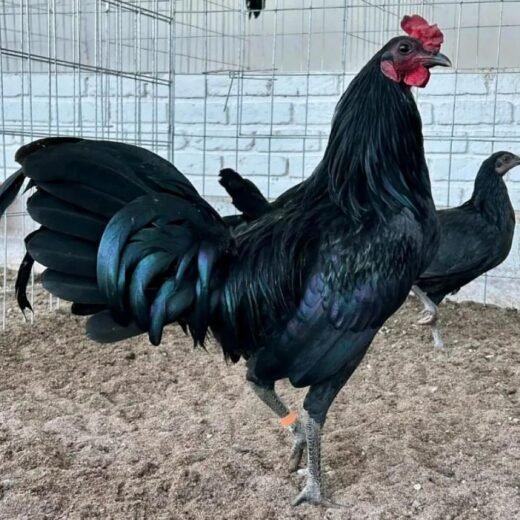 warhorse roosters for sale