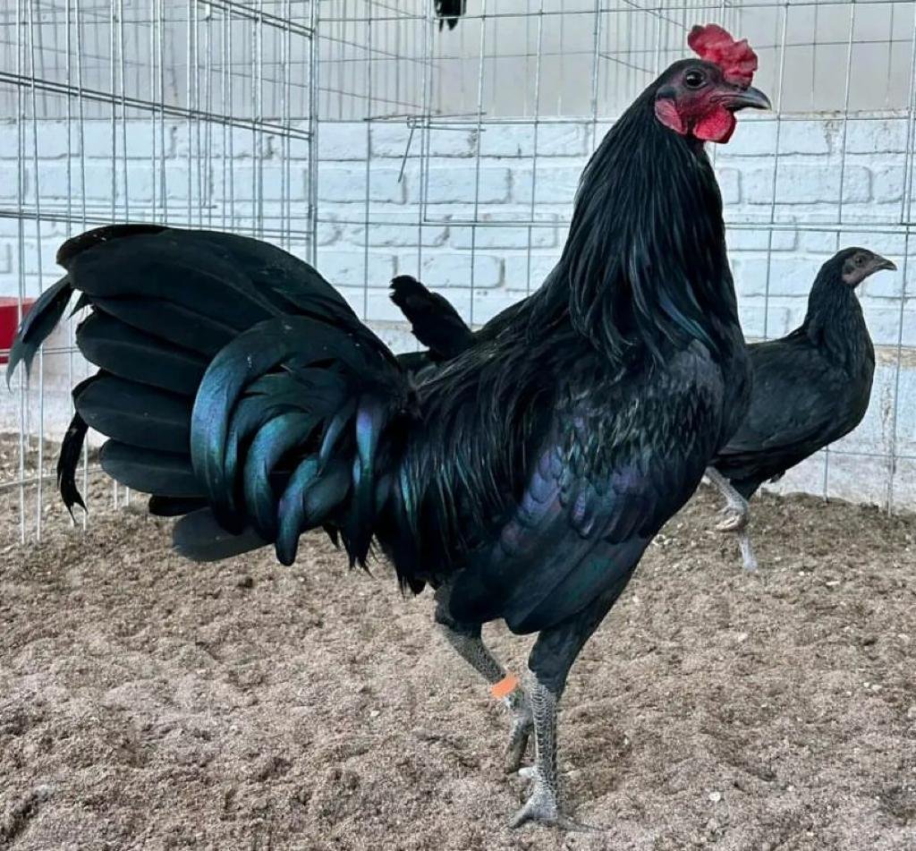 warhorse roosters for sale